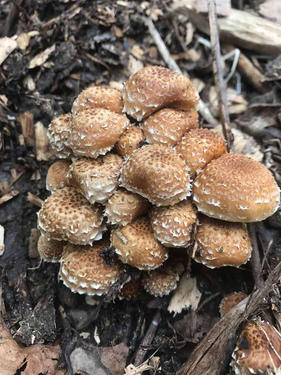 Pholiota adiposa (Pholiota adiposa) thumbnail 2