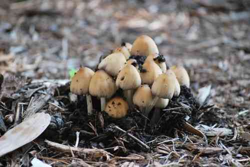 Mica cap (Coprinellus micaceus) thumbnail 3