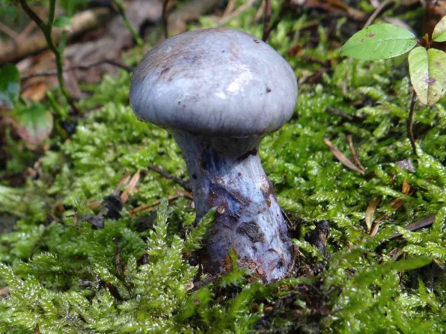 Mealy bigfoot webcap (Cortinarius caerulescens) thumbnail 3