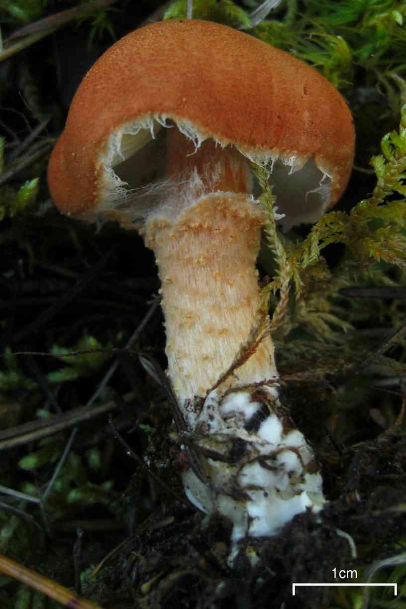 Cystodermella granulosa (Cystodermella granulosa) thumbnail 3