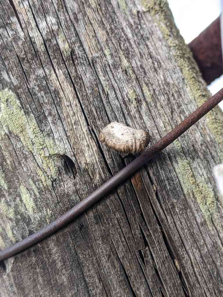 Sulcate sunhead (Heliocybe sulcata) thumbnail 3