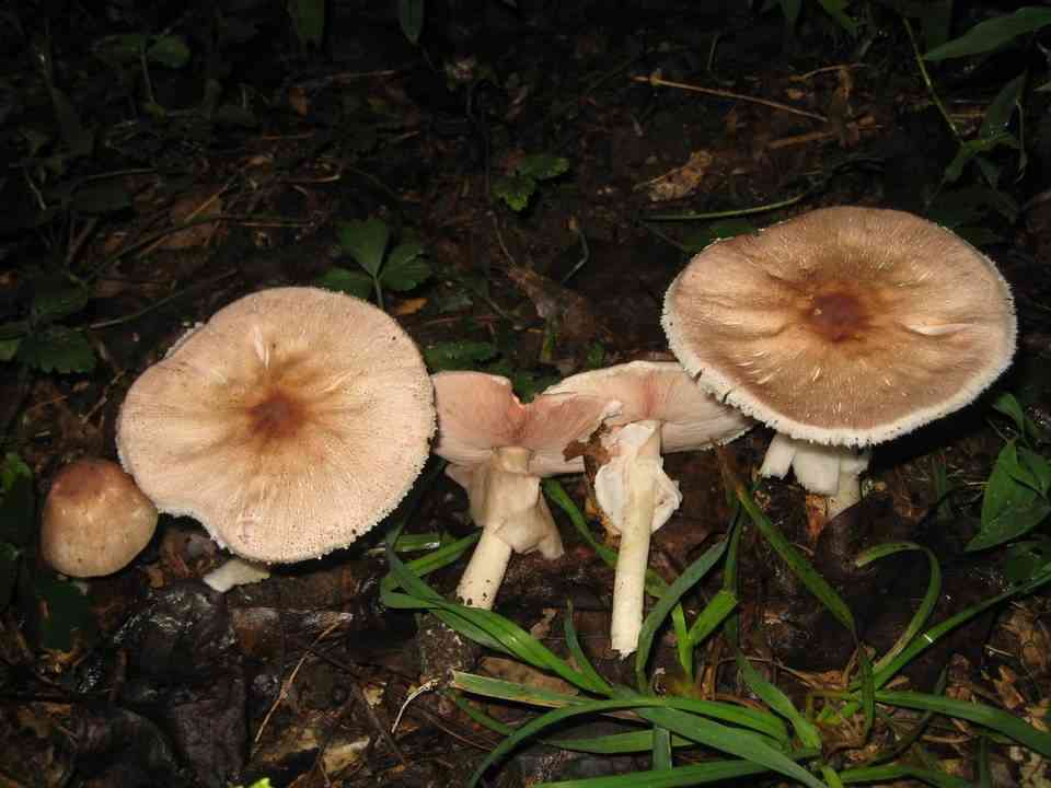 Inky mushroom