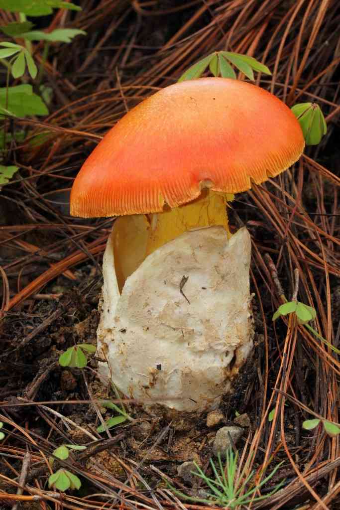 Amanita yema (Amanita yema) thumbnail 1