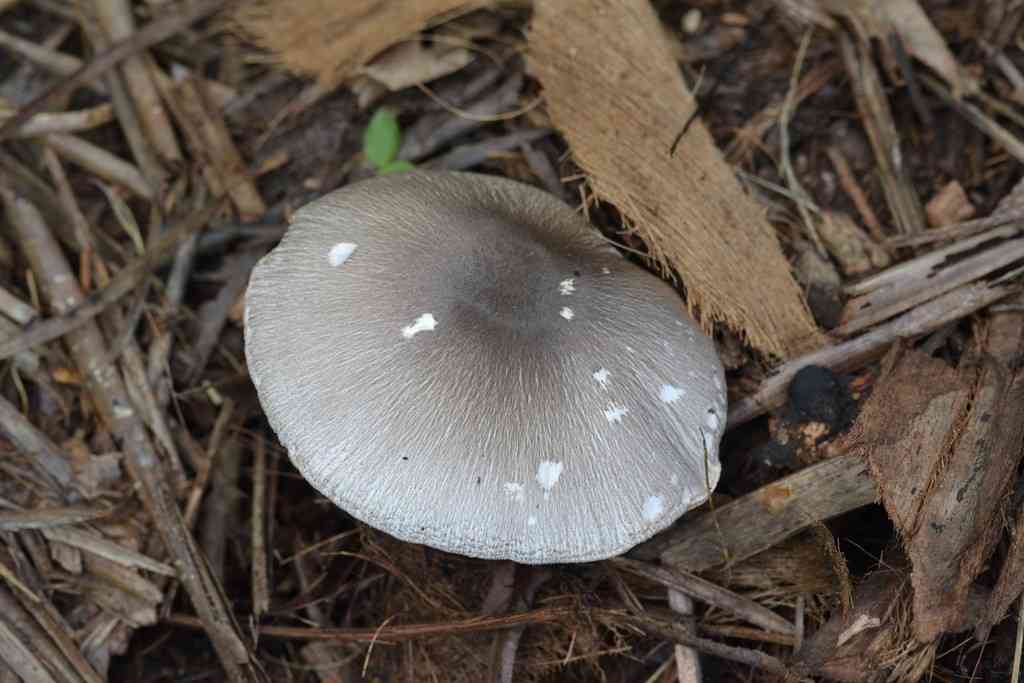 Paddy straw mushroom (Volvariella volvacea) thumbnail 2