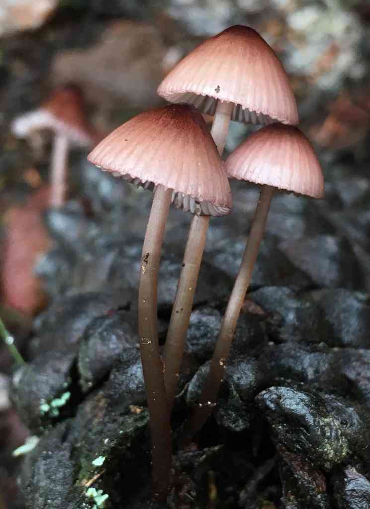 Purple edge bonnet (Mycena purpureofusca) thumbnail 1
