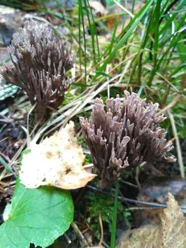 Stinking earthfan (Thelephora palmata) thumbnail 2