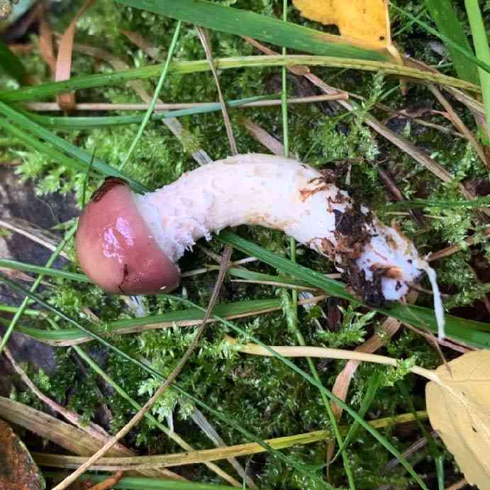 Conifer roundhead