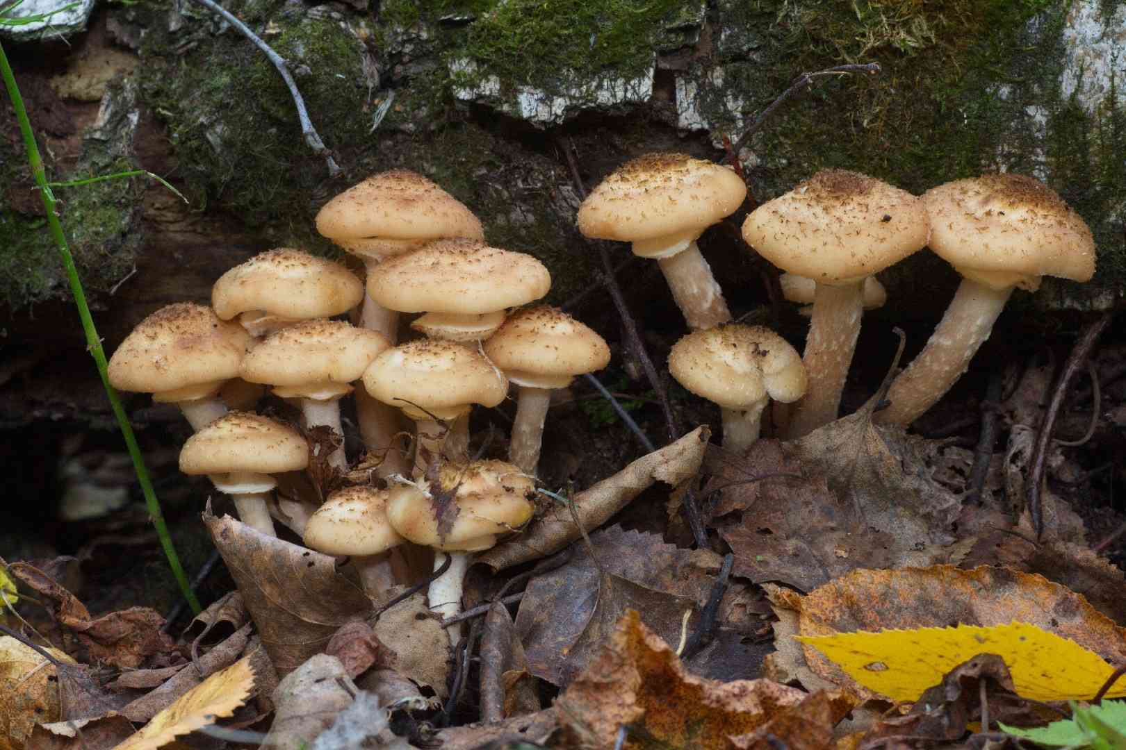 Northern honey mushroom (Armillaria borealis) thumbnail 3