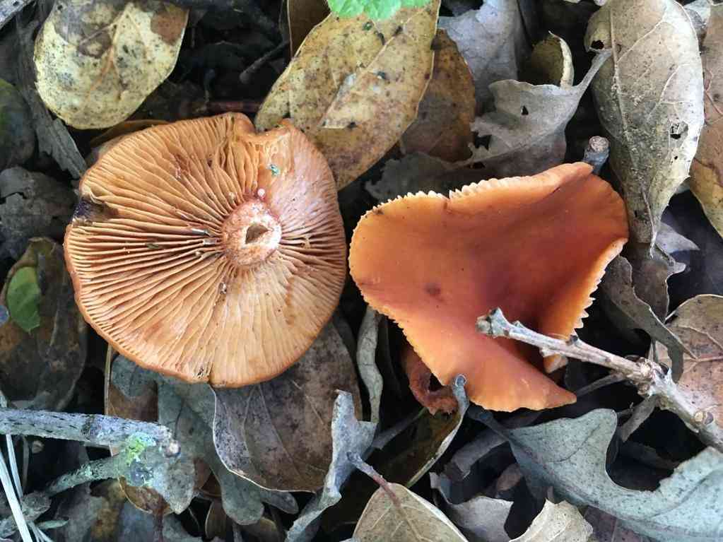 Candy cap (Lactarius rubidus) thumbnail 3