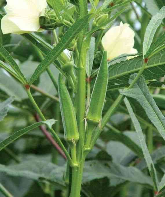 Okra