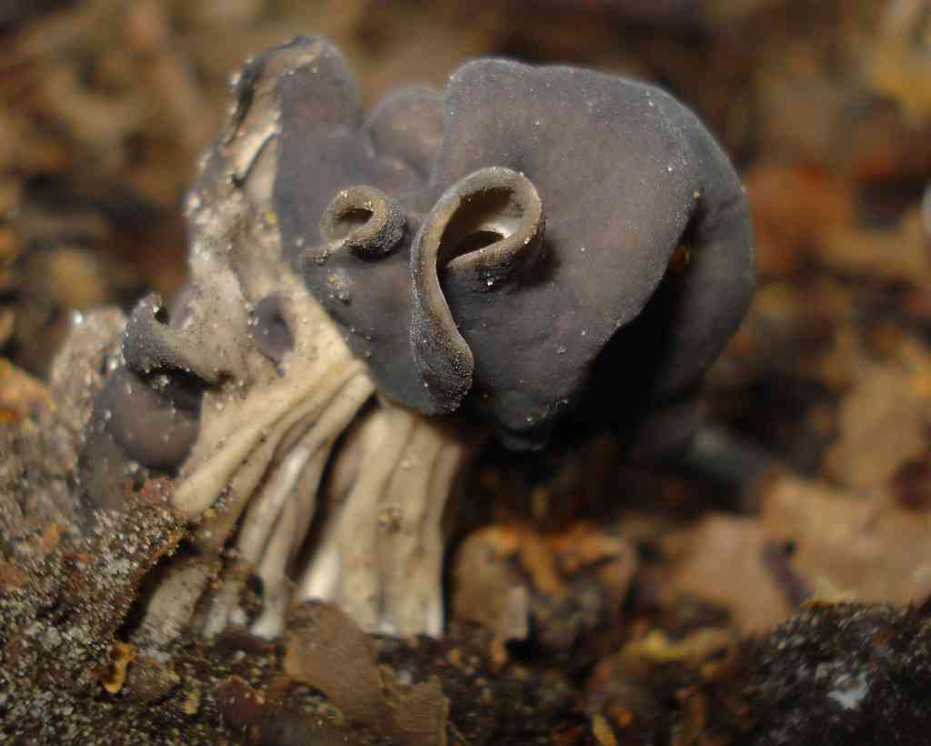 Fluted black elfin saddle (Helvella lacunosa) thumbnail 3