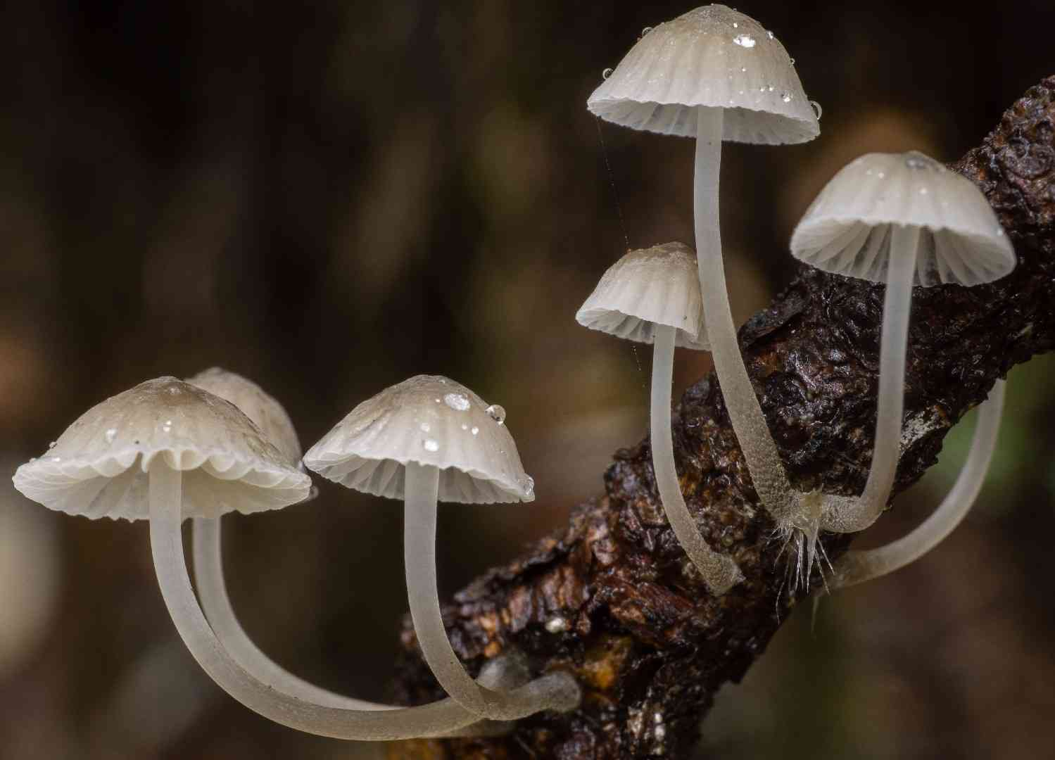 Mycena subcana (Mycena subcana) thumbnail 1