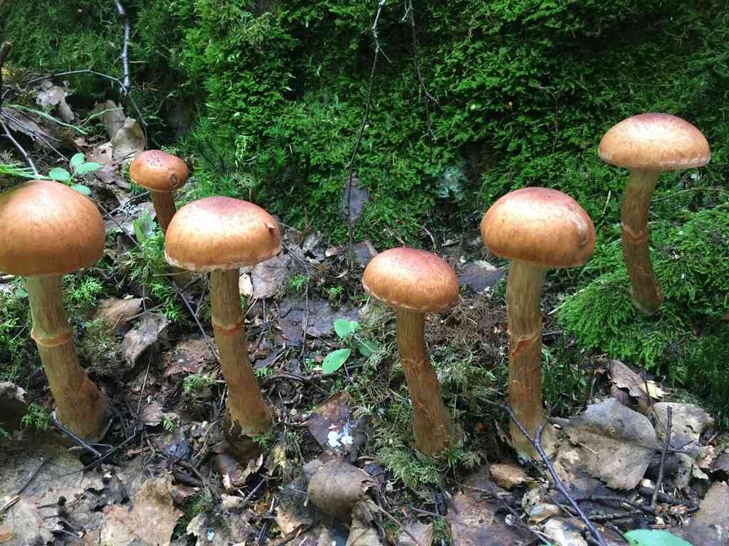 Red-banded cortinarius (Cortinarius armillatus) thumbnail 2