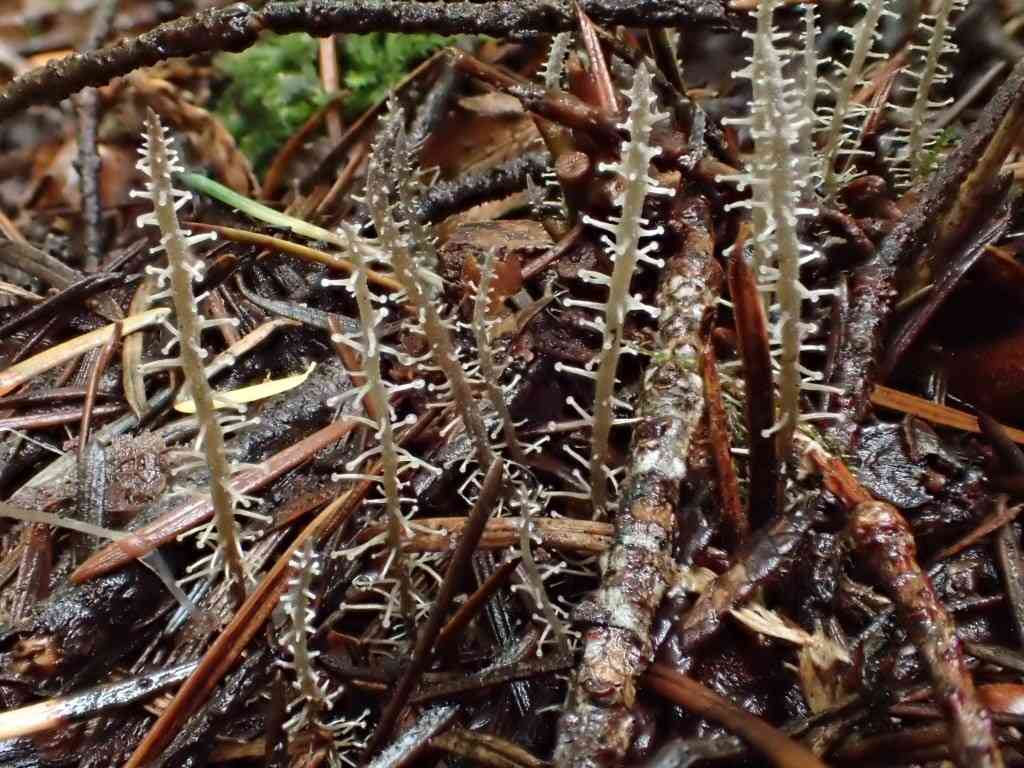 Branched collybia (Dendrocollybia racemosa) thumbnail 3