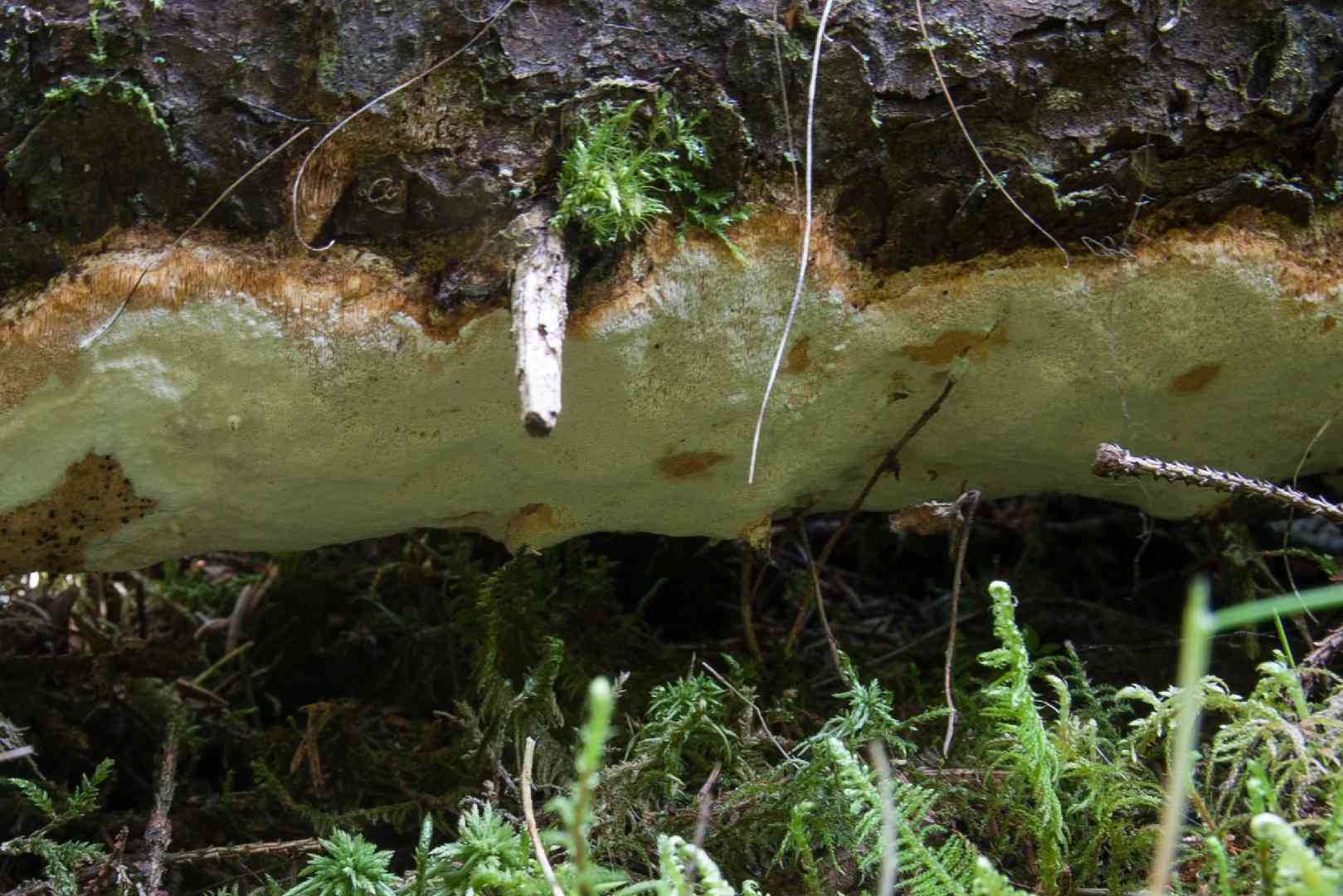 Perenniporia subacida (Perenniporia subacida) thumbnail 1