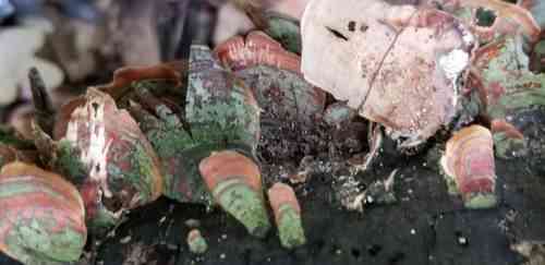 False turkey-tail (Stereum ostrea) thumbnail 2