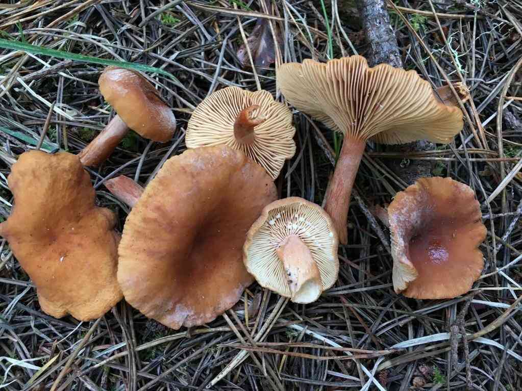 Candy cap (Lactarius rubidus) thumbnail 2