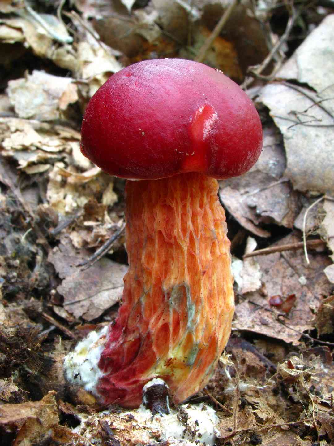 Frost's bolete (Butyriboletus frostii) thumbnail 3