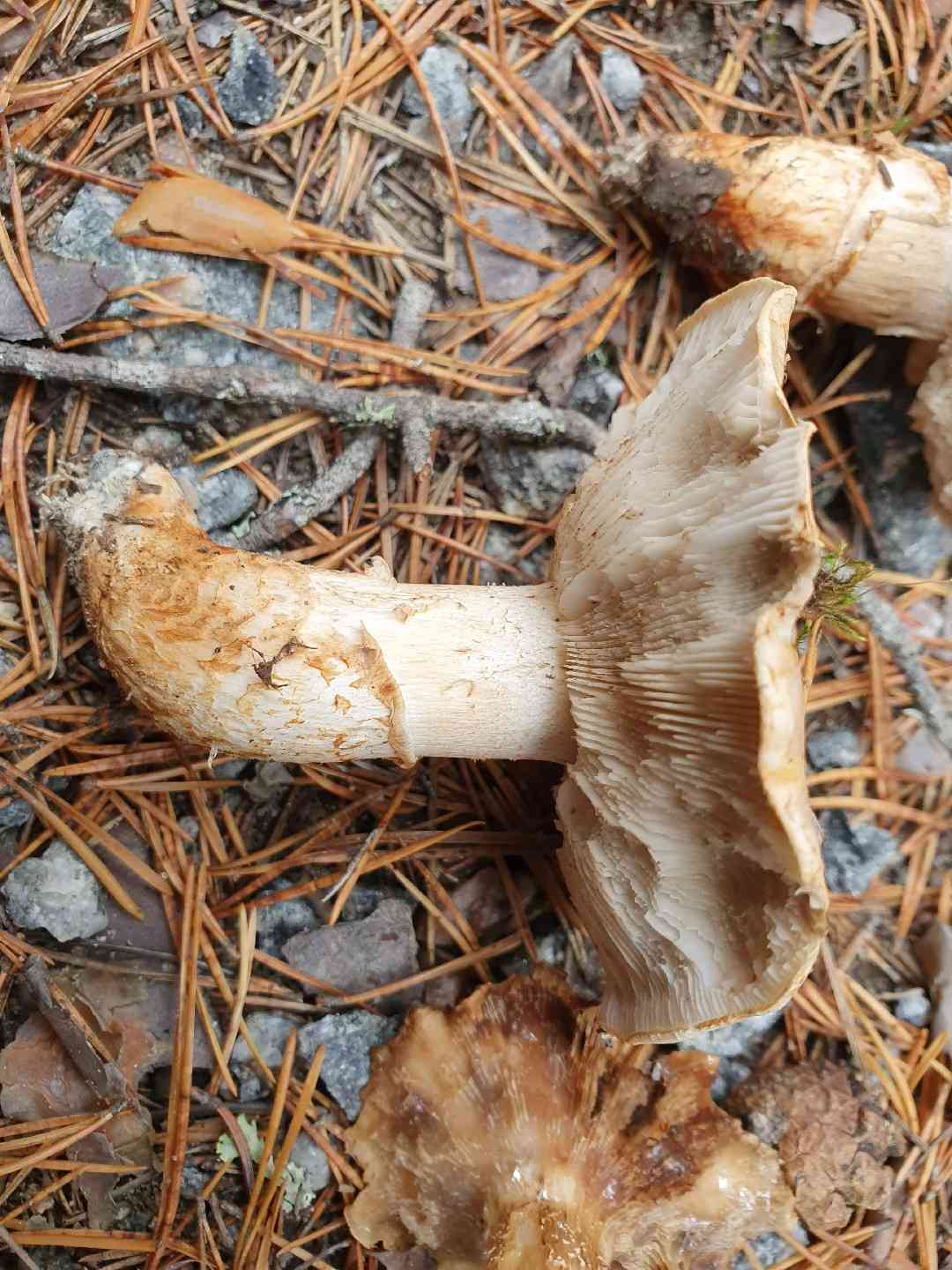 Booted knight (Tricholoma focale) thumbnail 3