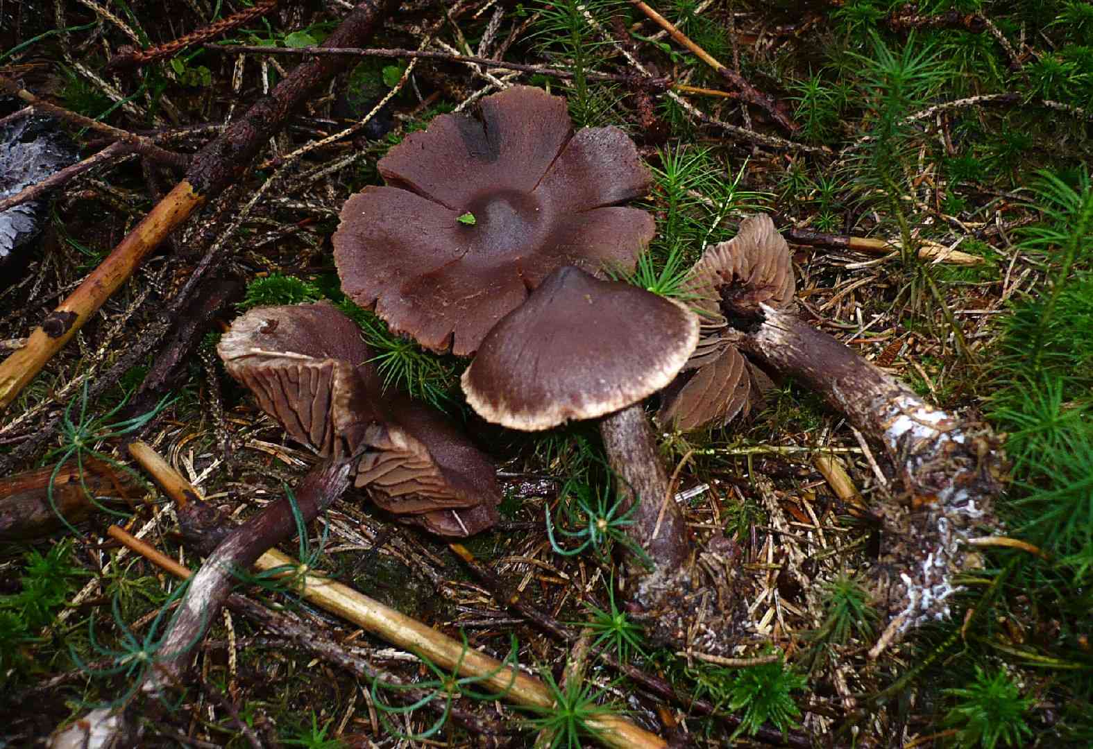 Cortinarius brunneus (Cortinarius brunneus) thumbnail 2