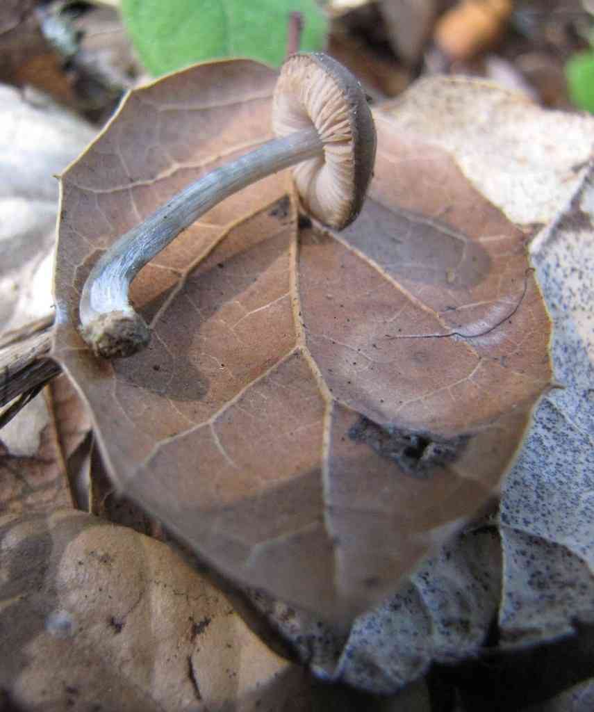 Pluteus americanus (Pluteus americanus) thumbnail 3