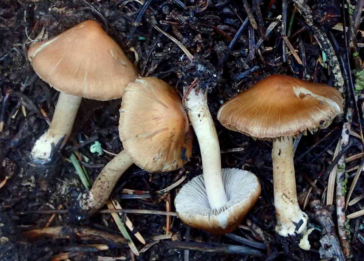 Inocybe fuscidula (Inocybe fuscidula) thumbnail 2