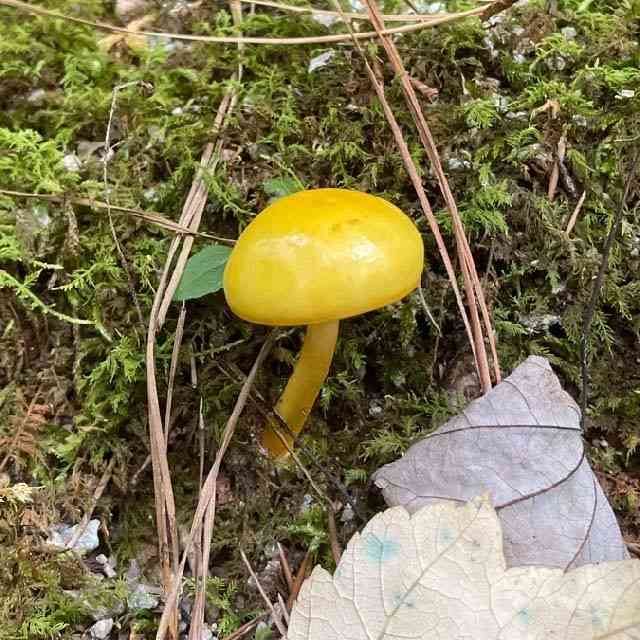 Pulveroboletus curtisii (Pulveroboletus curtisii) thumbnail 1