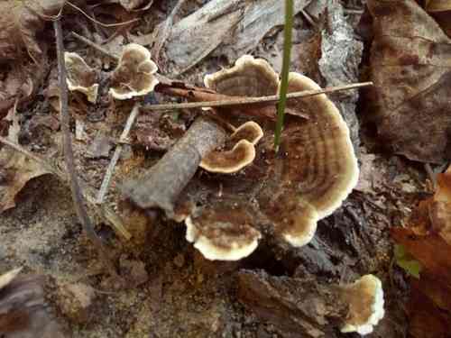 Turkey tail (Trametes versicolor) thumbnail 3