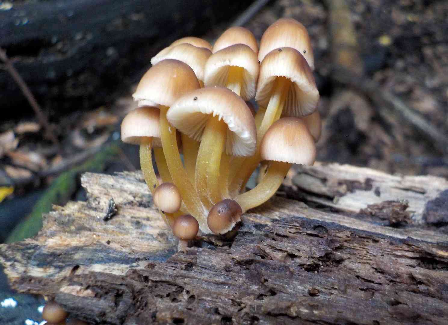 Beautiful bonnet (Mycena renati) thumbnail 1