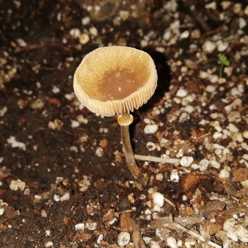 Fool's conecap (Conocybe filaris) — Mushroom Guide | ForwardPlant