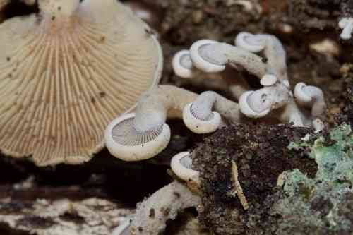 Bitter oysterling (Panellus stipticus) thumbnail 3