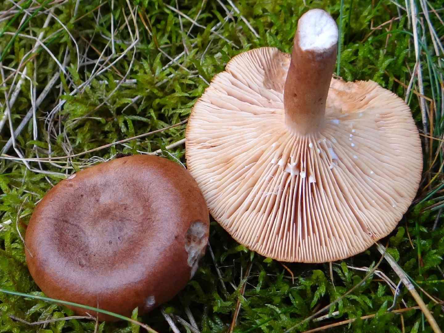Rufous milkcap