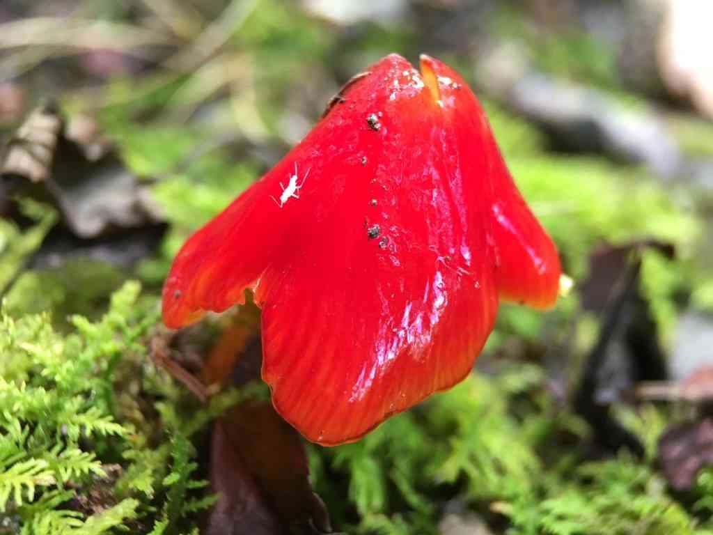 Candy apple waxy cap (Hygrocybe cuspidata) thumbnail 1