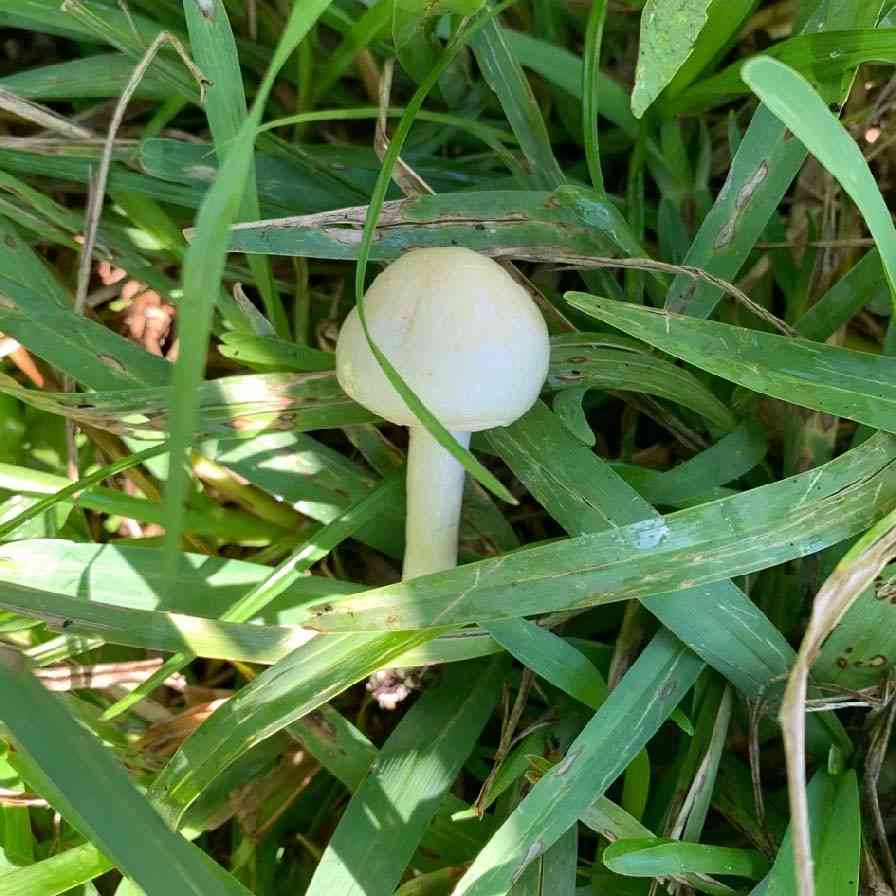 Dripping slimecap