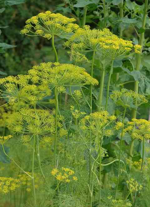 Dill