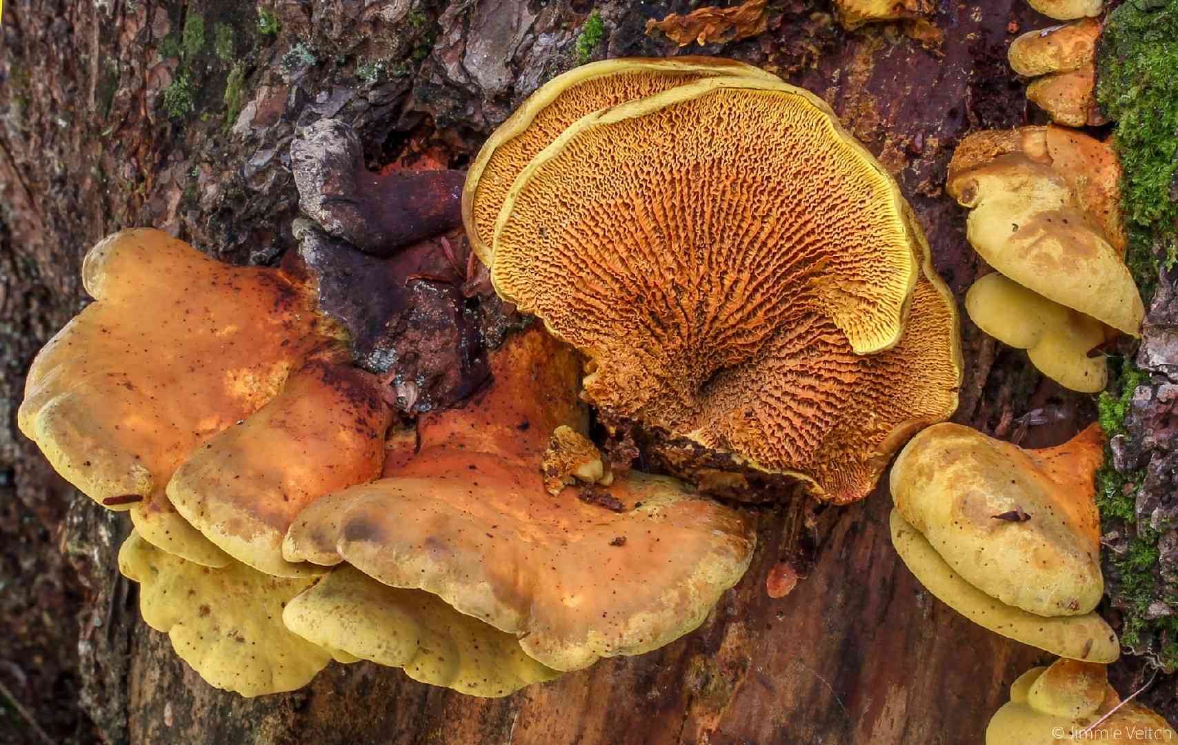 Pseudomerulius curtisii (Pseudomerulius curtisii) thumbnail 3