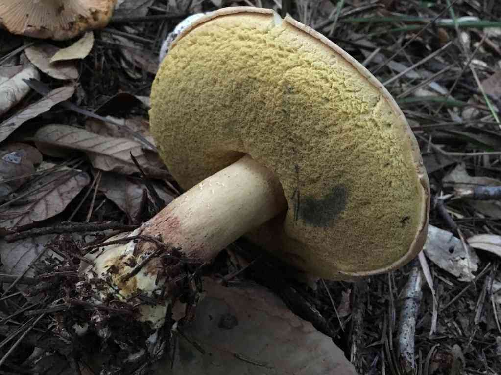 Red-stipe bolete (Caloboletus rubripes) thumbnail 3