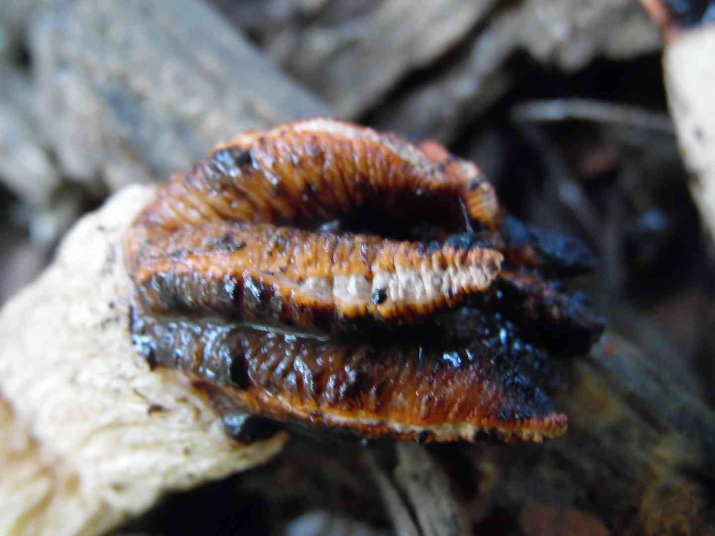 Lizard's-claw stinkhorn (Lysurus cruciatus) thumbnail 2