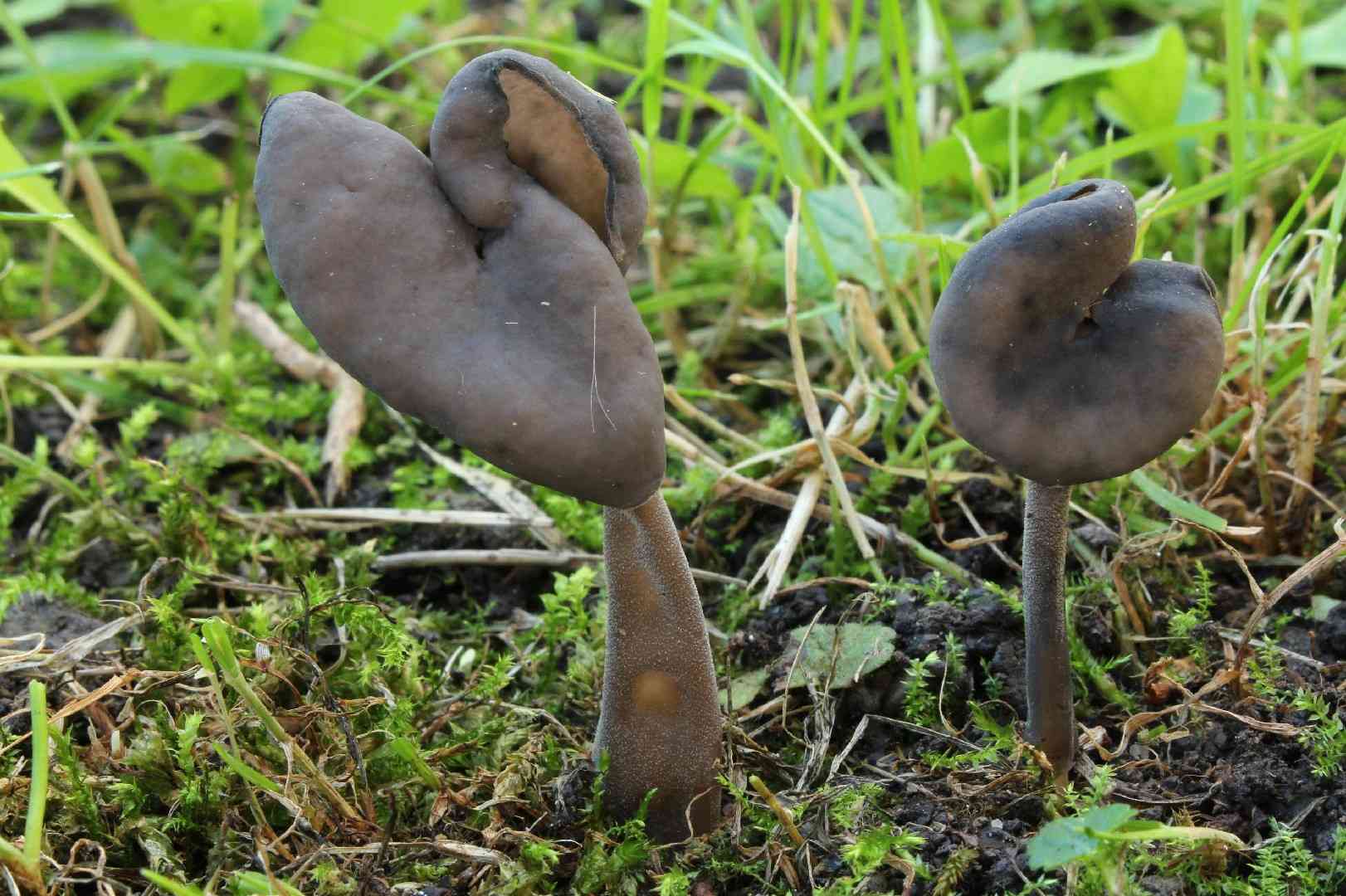 Black helvella