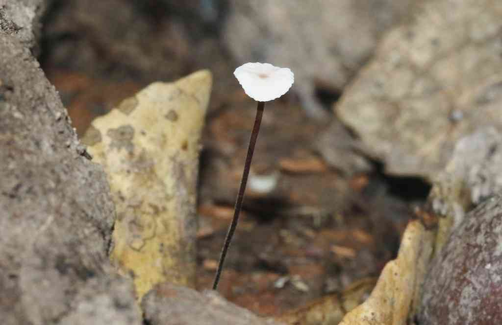 Oak toughshank (Gymnopus quercophilus) thumbnail 3