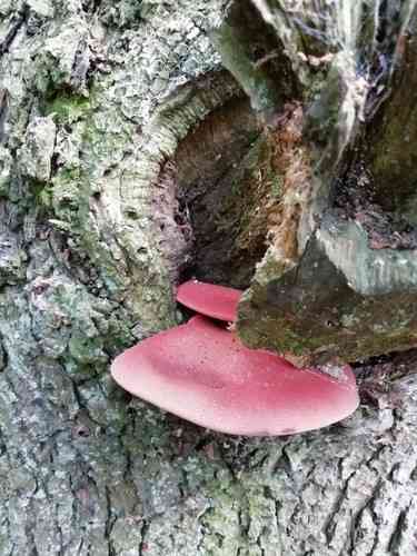 Beefsteak fungus (Fistulina hepatica) thumbnail 3