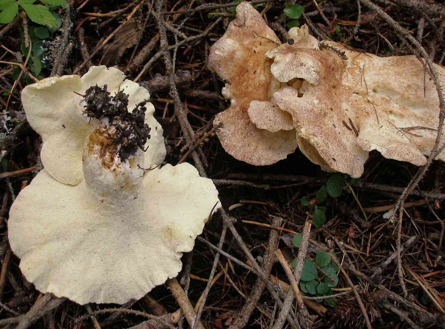 Sheep polypore (Albatrellus ovinus) thumbnail 2