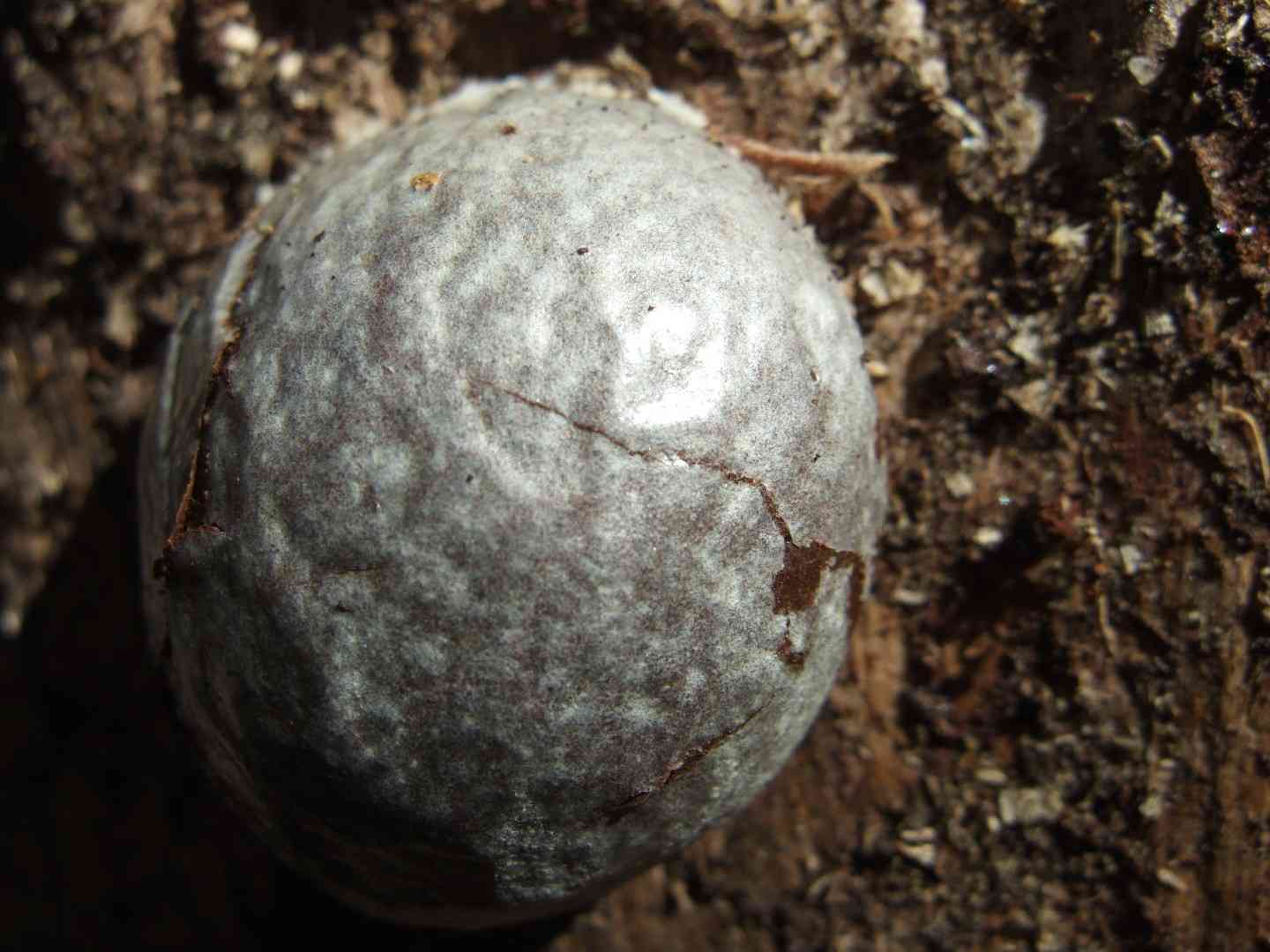 False puffball