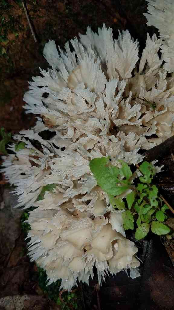 Poretooth rosette (Hydnopolyporus fimbriatus) thumbnail 1