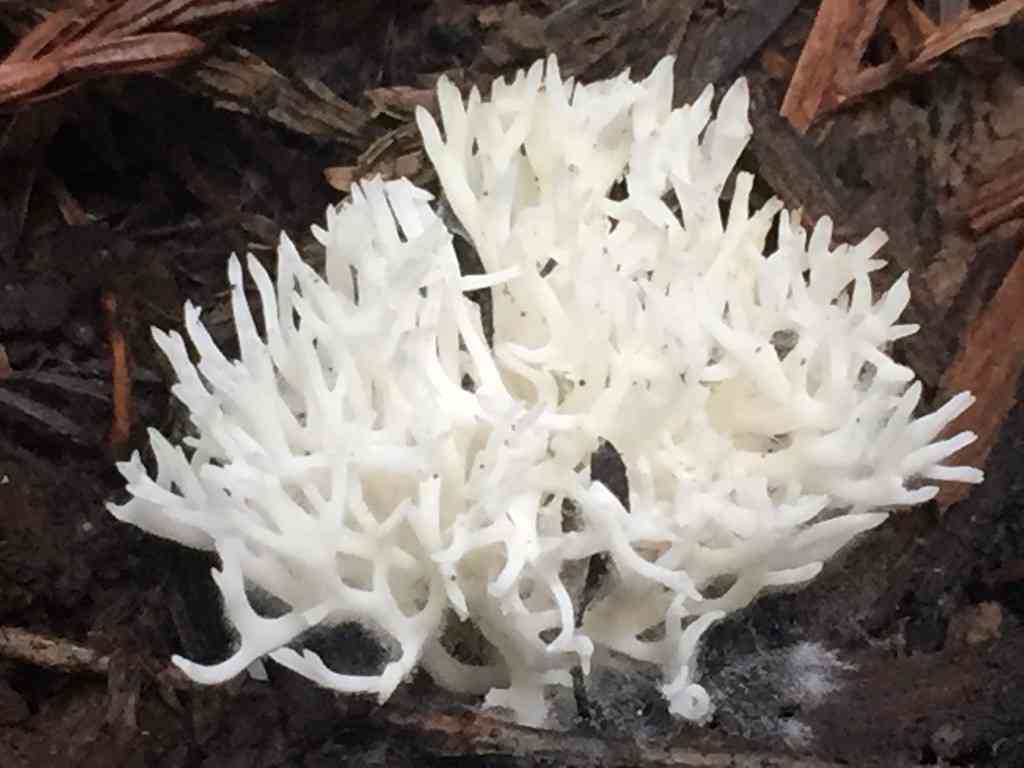 White coral (Ramariopsis kunzei) thumbnail 3
