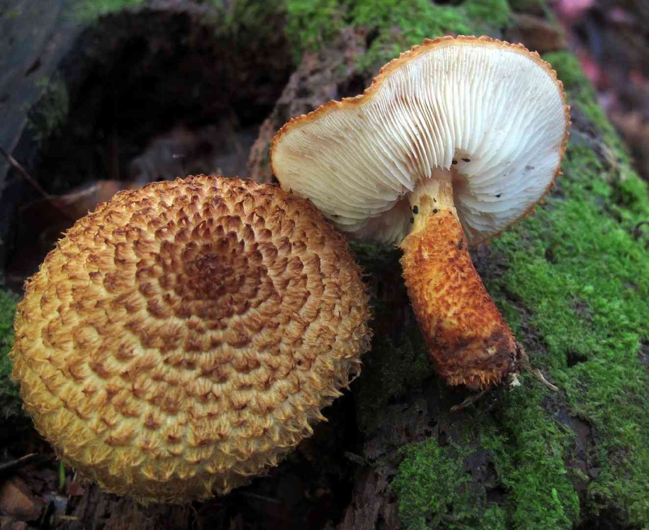 Decorated pholiota (Leucopholiota decorosa) thumbnail 2