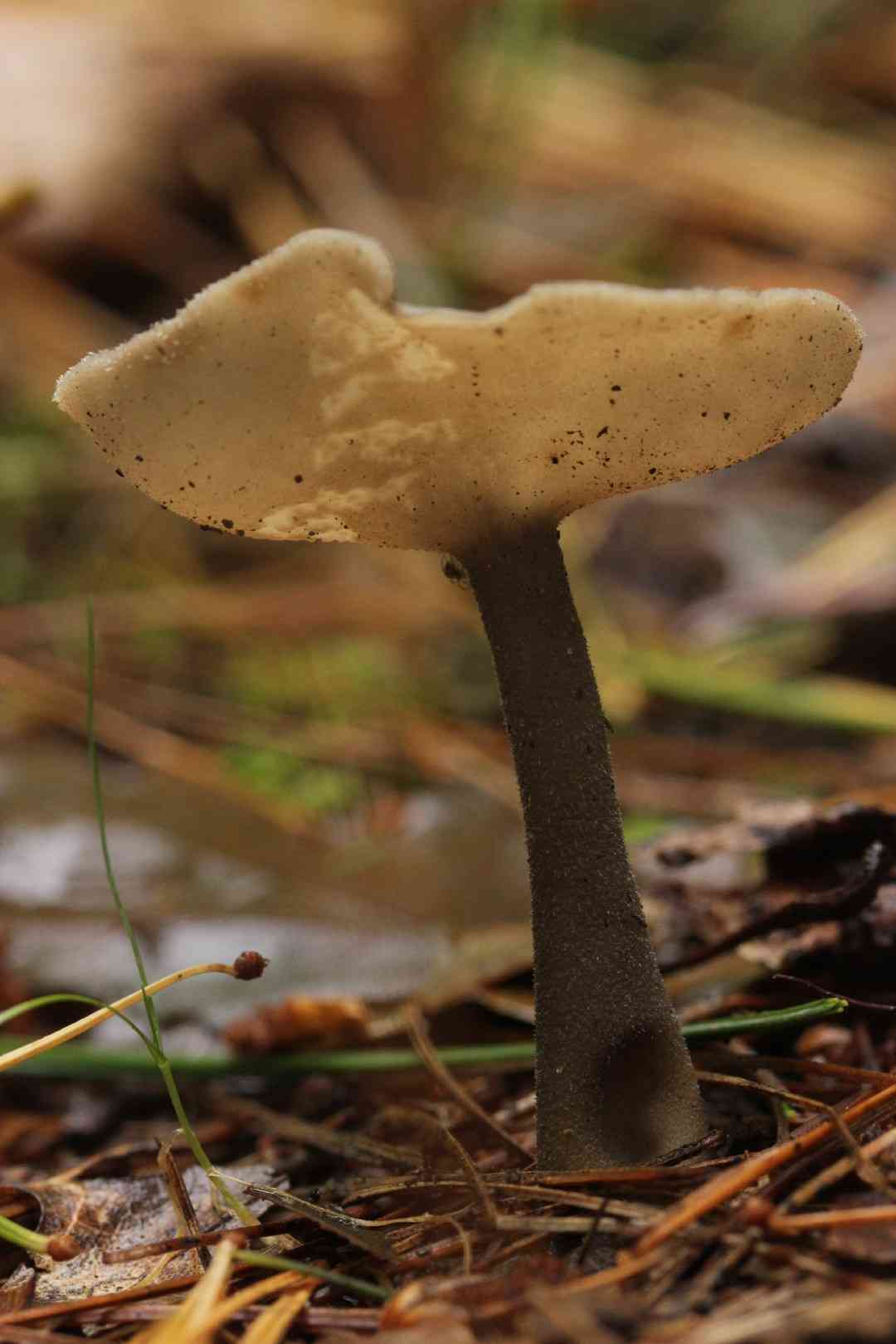 Felt saddle fungus