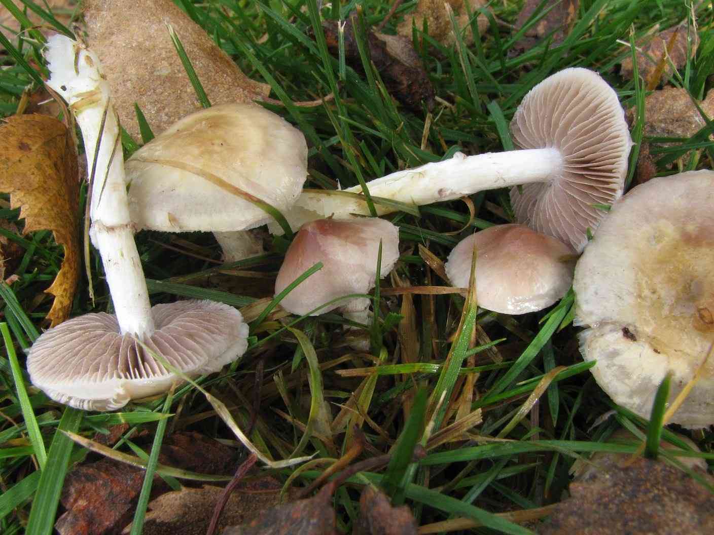 Smoky roundhead (Stropharia inuncta) thumbnail 1