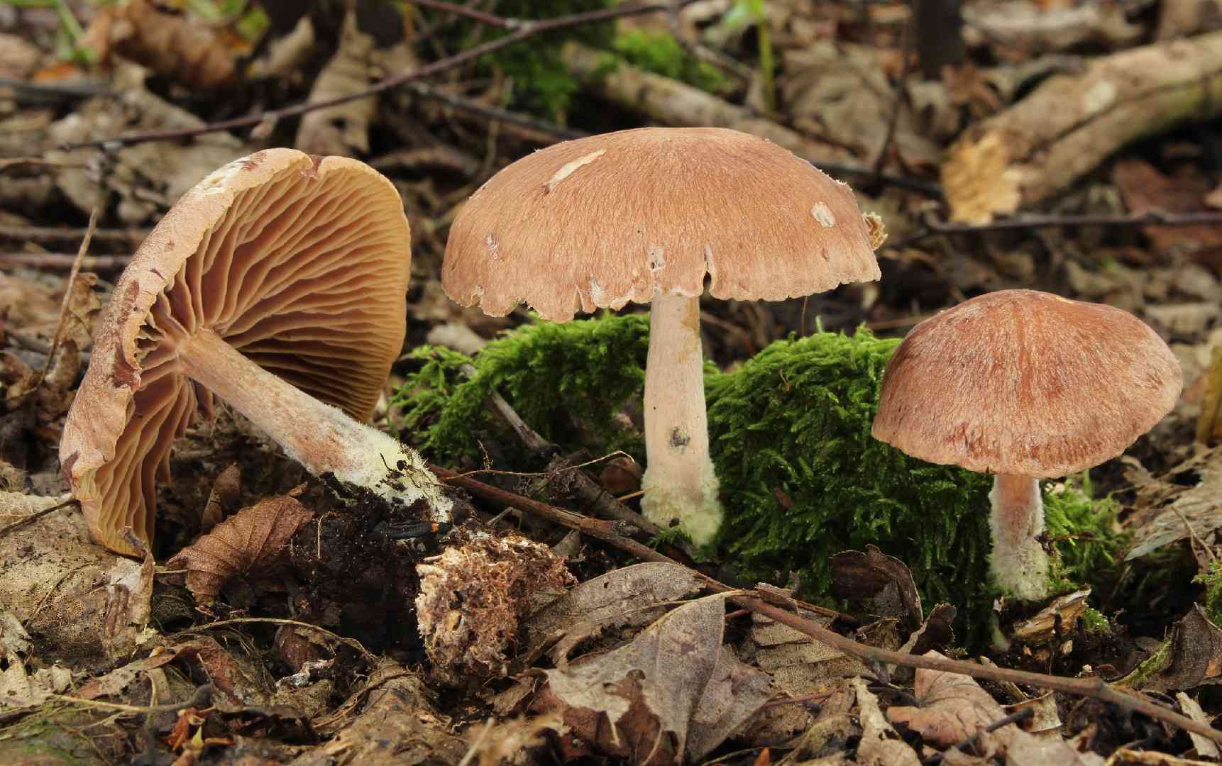 Wood woollyfoot (Gymnopus peronatus) thumbnail 1