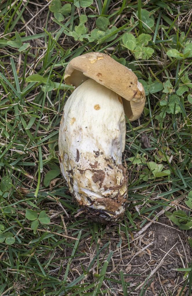 Boletus huronensis thumbnail 3
